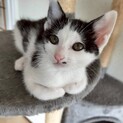 撫でる前からゴロゴロ甘えん坊♡きゅるんちゃん