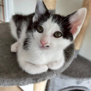 撫でる前からゴロゴロ甘えん坊♡きゅるんちゃん