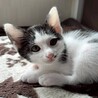 撫でる前からゴロゴロ甘えん坊♡きゅるんちゃん サムネイル2