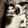 撫でる前からゴロゴロ甘えん坊♡きゅるんちゃん サムネイル3