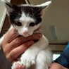 撫でる前からゴロゴロ甘えん坊♡きゅるんちゃん サムネイル4