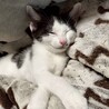 撫でる前からゴロゴロ甘えん坊♡きゅるんちゃん サムネイル6
