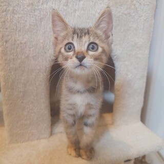 撫でるとゴロゴロと甘えてきます♡レイちゃん