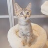 撫でるとゴロゴロと甘えてきます♡レイちゃん サムネイル2