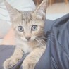 撫でるとゴロゴロと甘えてきます♡レイちゃん サムネイル4