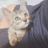 撫でるとゴロゴロと甘えてきます♡レイちゃん サムネイル5