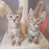 撫でるとゴロゴロと甘えてきます♡レイちゃん サムネイル7