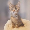 控えめな性格で甘えん坊★レオくん サムネイル2