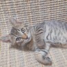 控えめな性格で甘えん坊★レオくん サムネイル3
