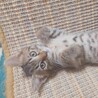 控えめな性格で甘えん坊★レオくん サムネイル5