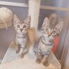 控えめな性格で甘えん坊★レオくん サムネイル7