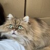 の写真