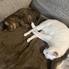 べすまめもん さん