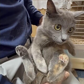 グレー縞三毛の小柄ママ・穏やかで甘え子よる姫
