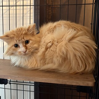 長毛のイケメン　1歳半