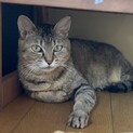 穏やかキジトラ猫⭐︎ごはんちゃん