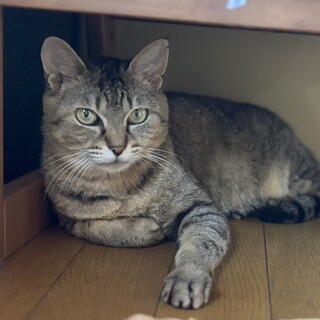 穏やかキジトラ猫⭐︎ごはんちゃん