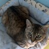 穏やかキジトラ猫⭐︎ごはんちゃん サムネイル2