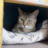 穏やかキジトラ猫⭐︎ごはんちゃん サムネイル3