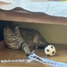 穏やかキジトラ猫⭐︎ごはんちゃん サムネイル4