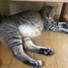 穏やかキジトラ猫⭐︎ごはんちゃん サムネイル5