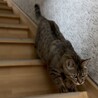 穏やかキジトラ猫⭐︎ごはんちゃん サムネイル6