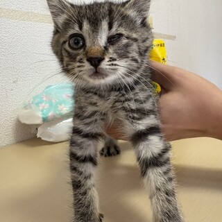 おっとりキジトラ⭐︎ニコちゃん