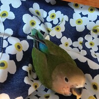 ココ