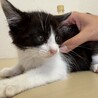 元気いっぱいハチワレ猫⭐︎ココちゃん