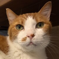 ノム