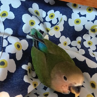 コザクラインコのヒナの里親募集
