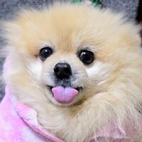 ぽめちゃん。
