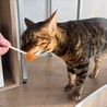 るんた7