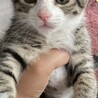 手袋ニャン
