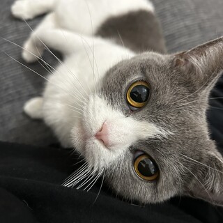 ブリティッシュのこまち