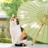 まむたそ