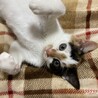 べリエ