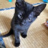 黒ニャン