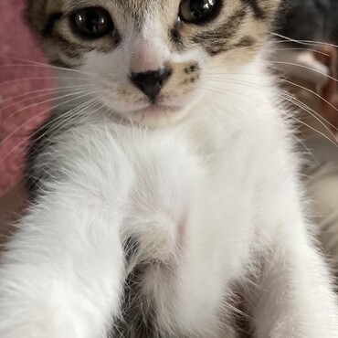 手袋ニャンズ