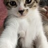 手袋ニャンズ