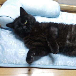 甘えん坊な黒猫くん
