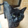 甘えん坊な黒猫くん サムネイル2