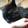 甘えん坊な黒猫くん サムネイル3