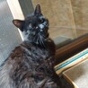 甘えん坊な黒猫くん サムネイル4