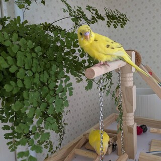 コザクラインコ2羽、セキセイインコ１羽