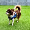 犬歯を削られたチワワのブルー サムネイル4