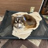 犬歯を削られたチワワのブルー サムネイル2
