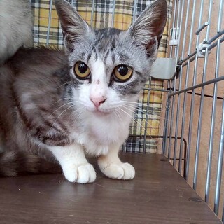 甘えん坊のぎんちゃん