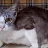 甘えん坊のぎんちゃん サムネイル2