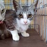甘えん坊のぎんちゃん サムネイル3